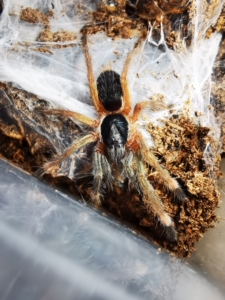 千里达橄榄金 原色 苗子一只