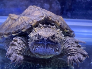 佛鳄 鳄龟 大鳄 中美 北美 变大 变异 魔眼 白化 黄化