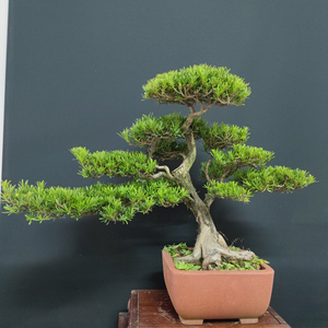 南通雀舌罗汉松盆景正宗原生