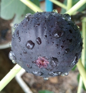 进口黑尔无花果盆栽,带盆带土,65包邮,就是图一这个品种,数