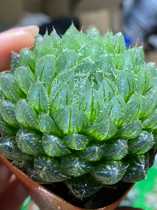 十二卷属玉露多肉植物翠云玉露6-7公分满25包邮