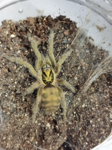 千里达橄榄金压成体捕鸟蛛蜘蛛,大小如图中所示 ,可送图中所示