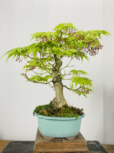 团扇日本进口枫树大叶系列