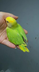 【金头果绿澳闪】牡丹鹦鹉 活鸟体宠物中型鹦鹉说话能力强带标