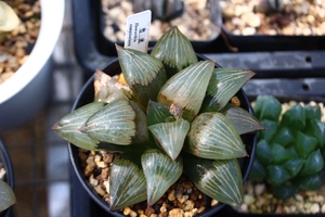 竹虎寿,盆径9cm,带奈良原标签,苗子养大,非组.