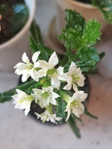 鹿角白长寿花苗,(出的是图2那种苗子)(品种有色差,介意勿扰