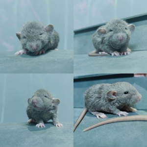 俄蓝花枝鼠  超美上线