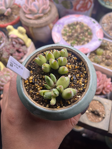 多肉arm985猪蹄肉锥成株,园艺株,60元一头,整株是带根