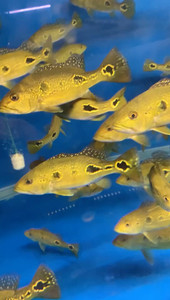 f宝宝2008淘宝苏里南满天星三间,个人认为苏里南在三间鱼里面是最