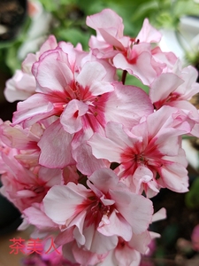 【天竺葵茶美人】天竺葵茶美人品牌,价格 - 阿里巴巴