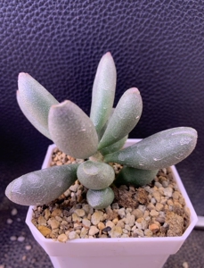 哈密瓜水泡老桩多肉