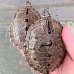 黑瘤密西西比地图龟