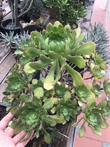 青衣法师老桩,冷门法师,造型品相佳