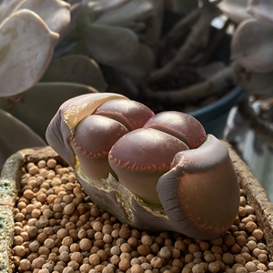 超大母本 大窗日轮生石花,双头日轮玉生石花