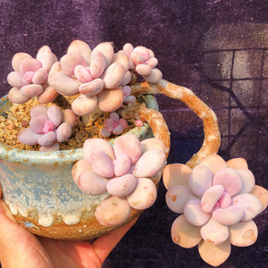 韩国进口多肉植物粉球美人老桩悬崖桩