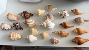 各种海螺壳，特别厚重结实漂亮，5元起，每一个价格不同！