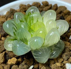 孙氏冰灯玉露锦