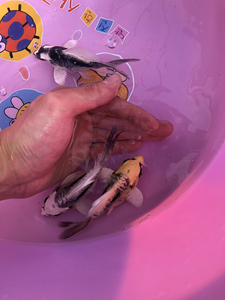 德系蝴蝶鲤 金银元宝