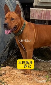 【杨哥猎犬】贵州杂斗纯种土猎犬