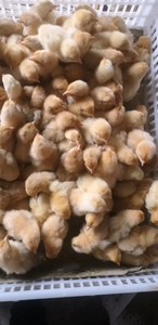 三黄鸡九斤红九斤黄土鸡苗出壳小鸡活体鸡苗批发零售