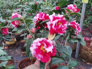 玛瑙开花还是震撼的,云南茶花甲天下,大理茶花冠于滇