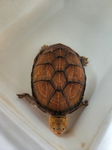 退坑,蝎泽,头盔,墨西哥,剃刀,黄化佛,大鳄,黑巴,柠檬,锯