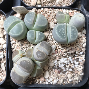 橄榄玉生石花c55