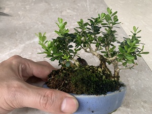 凤凰山米叶黄杨老桩小丛林,凤米小精品,苹果叶凤米,茶台精品