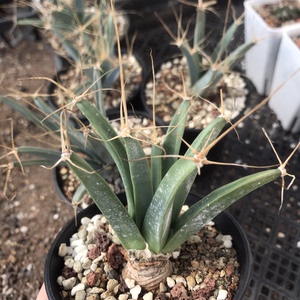 实生老光山仙人球名球观叶绿植盆栽多肉趣味