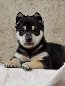中华田园犬,广西土猎犬,极品铁包银公!大虎头,四眼分明,小花