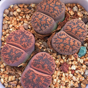 生石花c204紫褐紫勋母本一盆,不议价 !