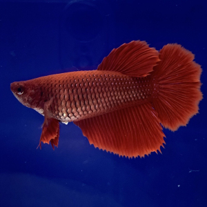 泰国斗鱼半月母,纯红半月母4142好货不等人,实拍实价喜欢直