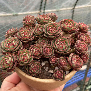 000人付款淘宝2021一物一拍圆叶罗西玛多肉 圆叶澳