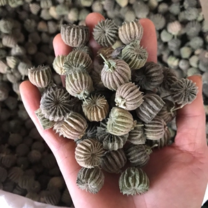 磨盘子, 磨盘草果子,磨盘籽,苘麻子,中草磨盆子新货 干品