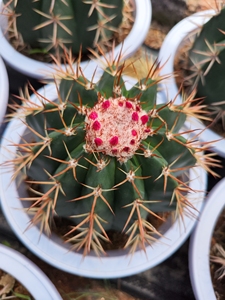 精品云球 黄金云 锦云 紫云 层云 碧云 魔云 蓝云