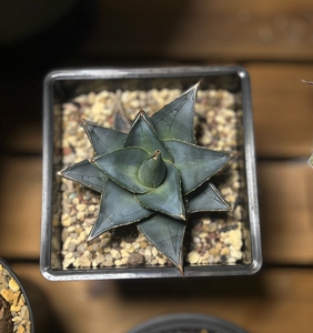 000人付款淘宝普米拉龙舌兰成株自己搜一下哦裴彩霞8948.