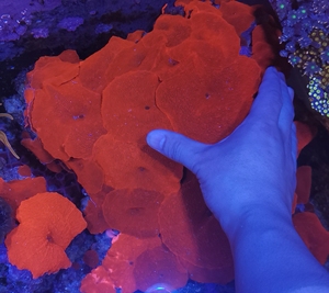 大红菇 红菇珊瑚 大金属红菇 软体珊瑚