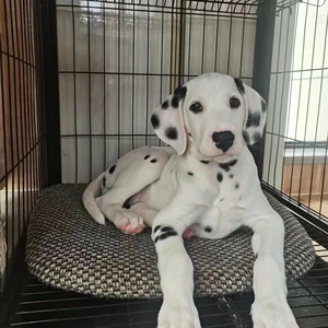 斑点狗幼犬混血活体纯种短毛狗斑点大麦町大丹犬斑点狗幼犬宠物狗