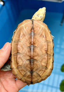 斑纹草龟 黄斑变异草龟黄肉草龟虎纹草龟白化黄化草龟 蜡笔孔雀