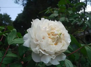 西南牡丹品种玉重楼一年芍药坫嫁接苗,仅出三株,150一株包邮