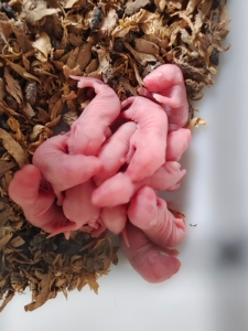 活的小白鼠乳鼠红皮白霜亚成爬虫食物饲料