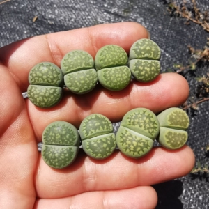 生石花#10颗包邮 绿福来c56a 三年苗 大棚批发零售