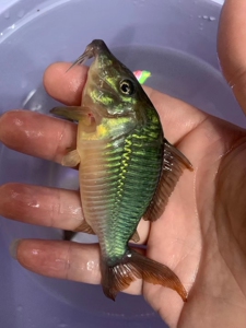 长吻巨无霸,尺寸12 ,减密出,超级大鼠鱼