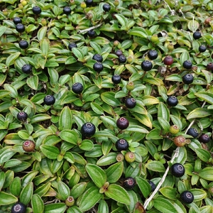 天然药材地稔果干 地菍果干泡酒养生地茄子铺地锦棯果山地石榴5