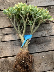 海带花月 知更鸟 玉树 40包邮 一物一拍