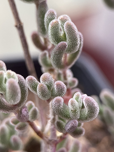 钻石枝干番杏出砍头20一个,比较其他品种来说钻石比较难发根