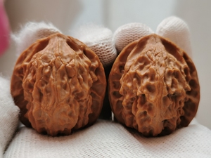 野生白蛇谷狮子头