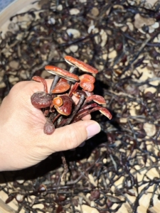 海南琼中野生灵芝王 小灵芝红灵芝 精品货500g 一手良心价