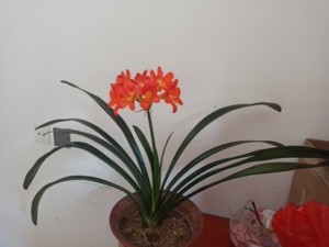 青岛大叶君子兰