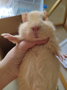 泰迪卷 长毛卷荷兰猪 一公一母 没时间照顾 一起出